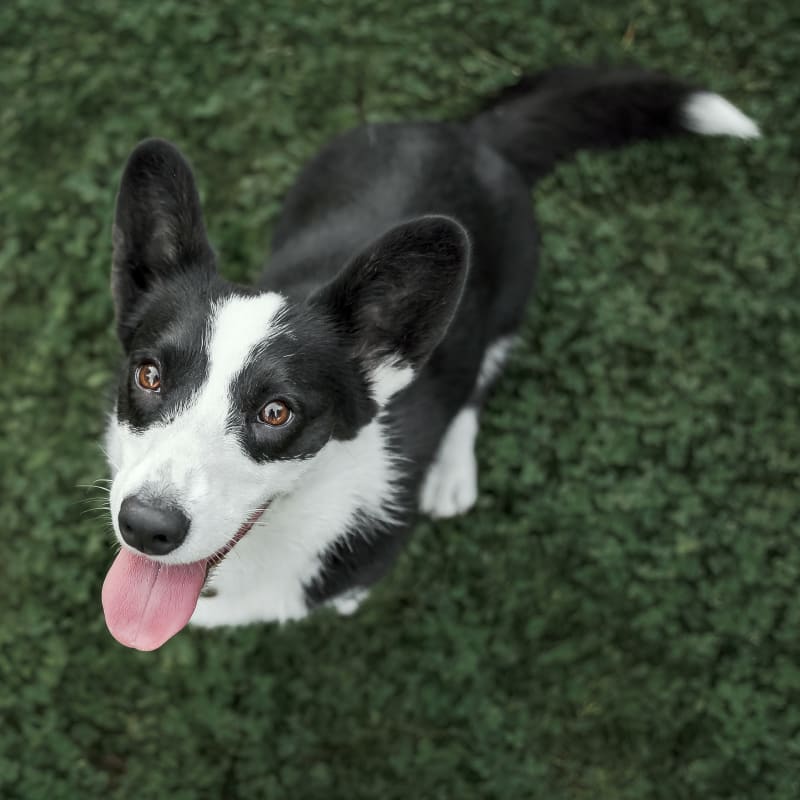 Sun Valley Animal Center in Ketchum