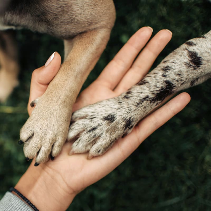 A person holding a dog's paws; Dog total ankle replacement