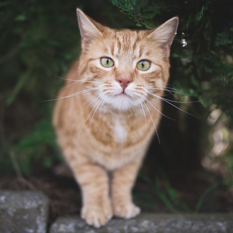 A cat standing on a ledge in a cat boarding facility