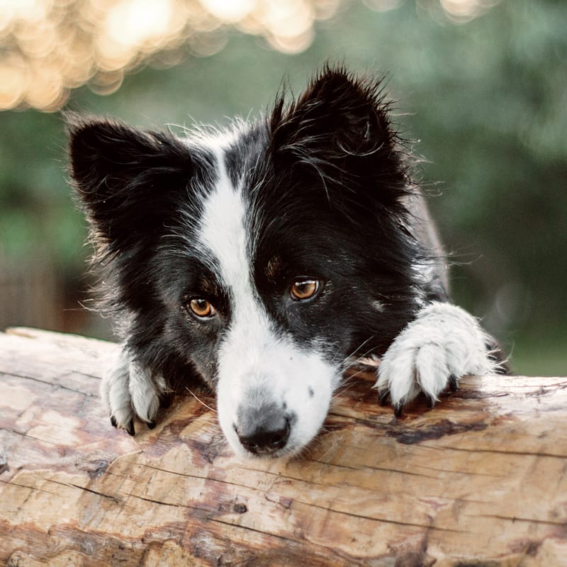 Veterinary Dentist in Ketchum
