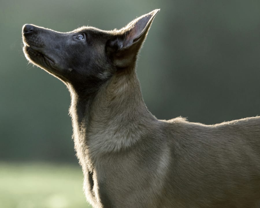 A dog looking up to the sky