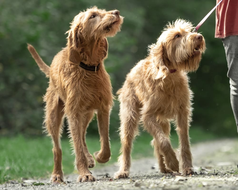 2 dogs walking near Sun Valley Animal Center in Ketchum