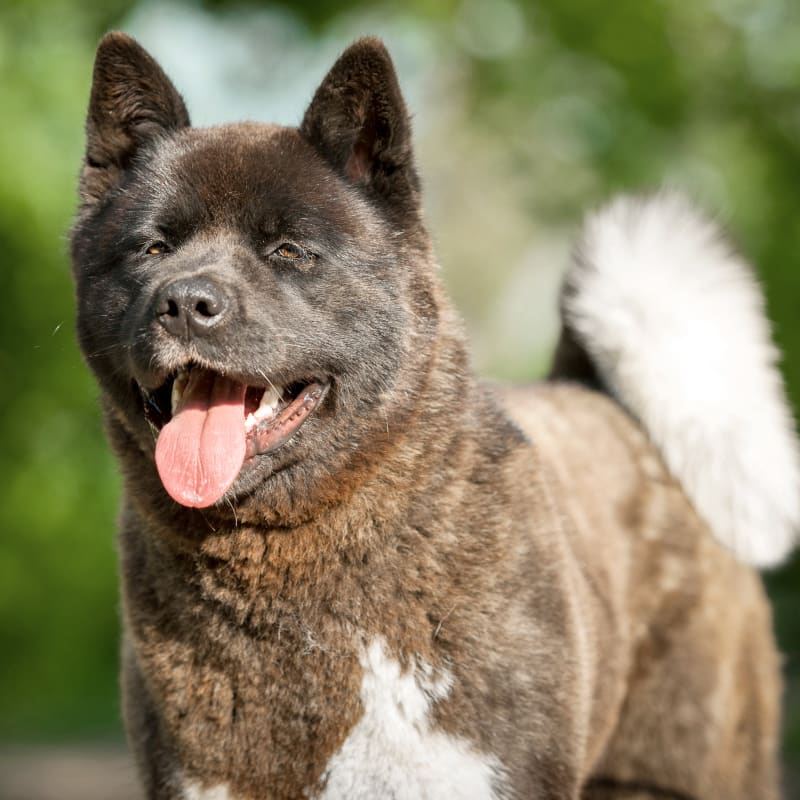 Dog on a physical rehabilitation