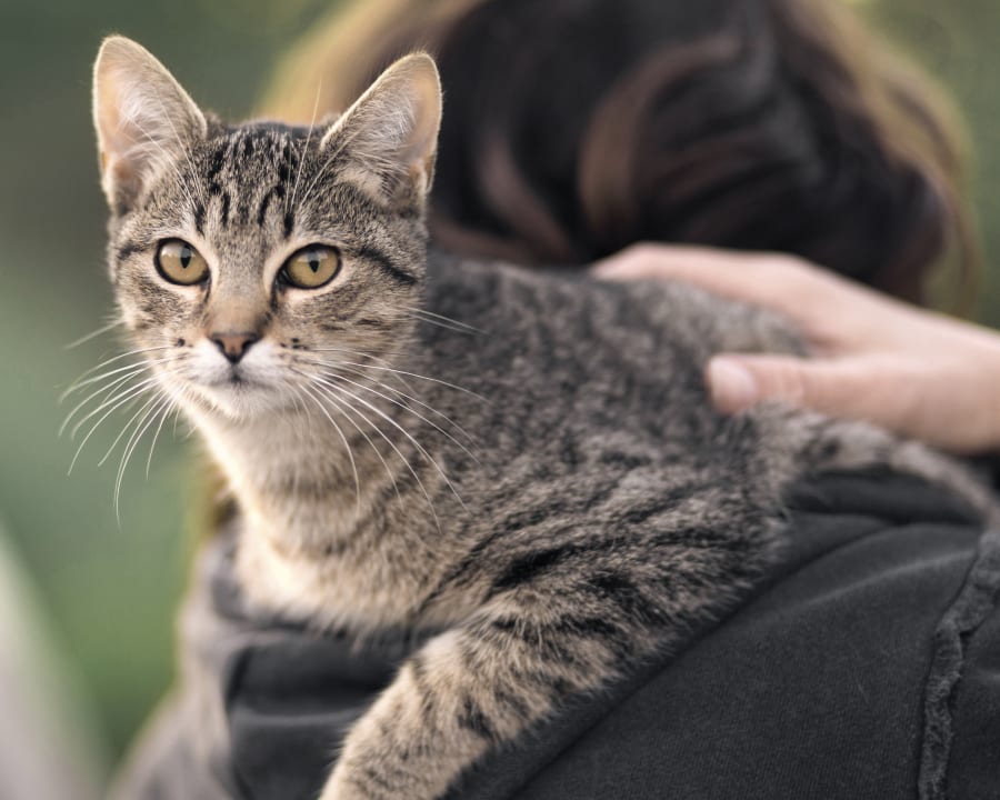 A person holding a cat with spinal disorder