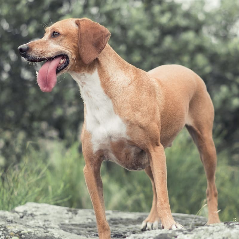 a dog standing on a rock