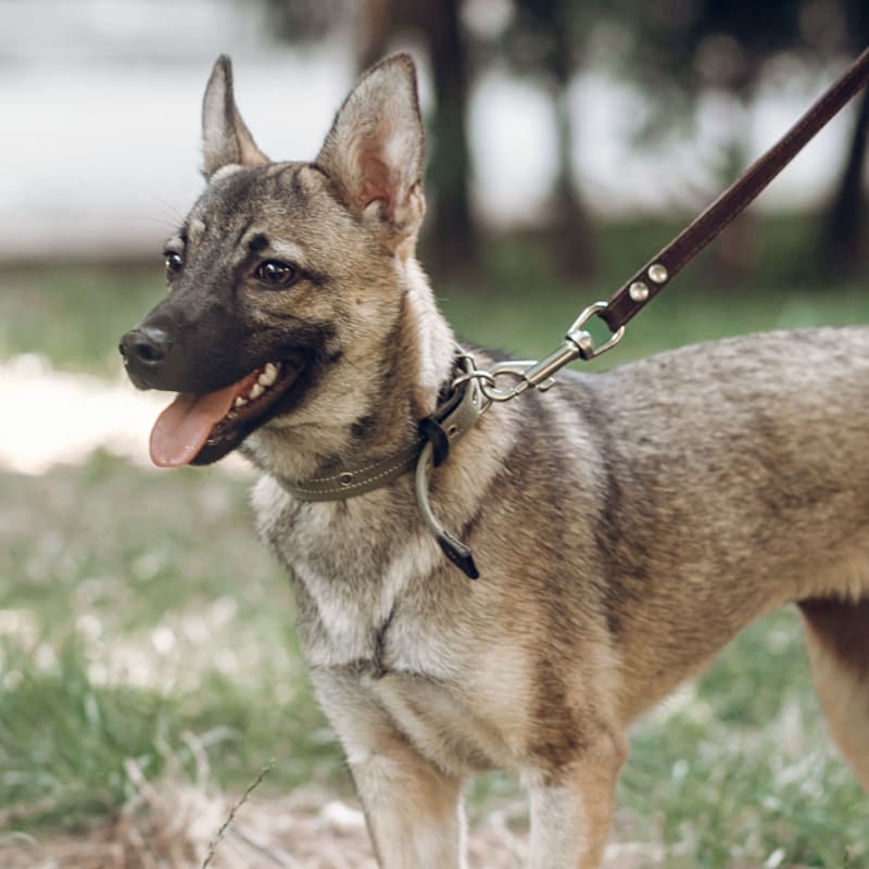 Cat & Dog Vaccinations in Ketchum