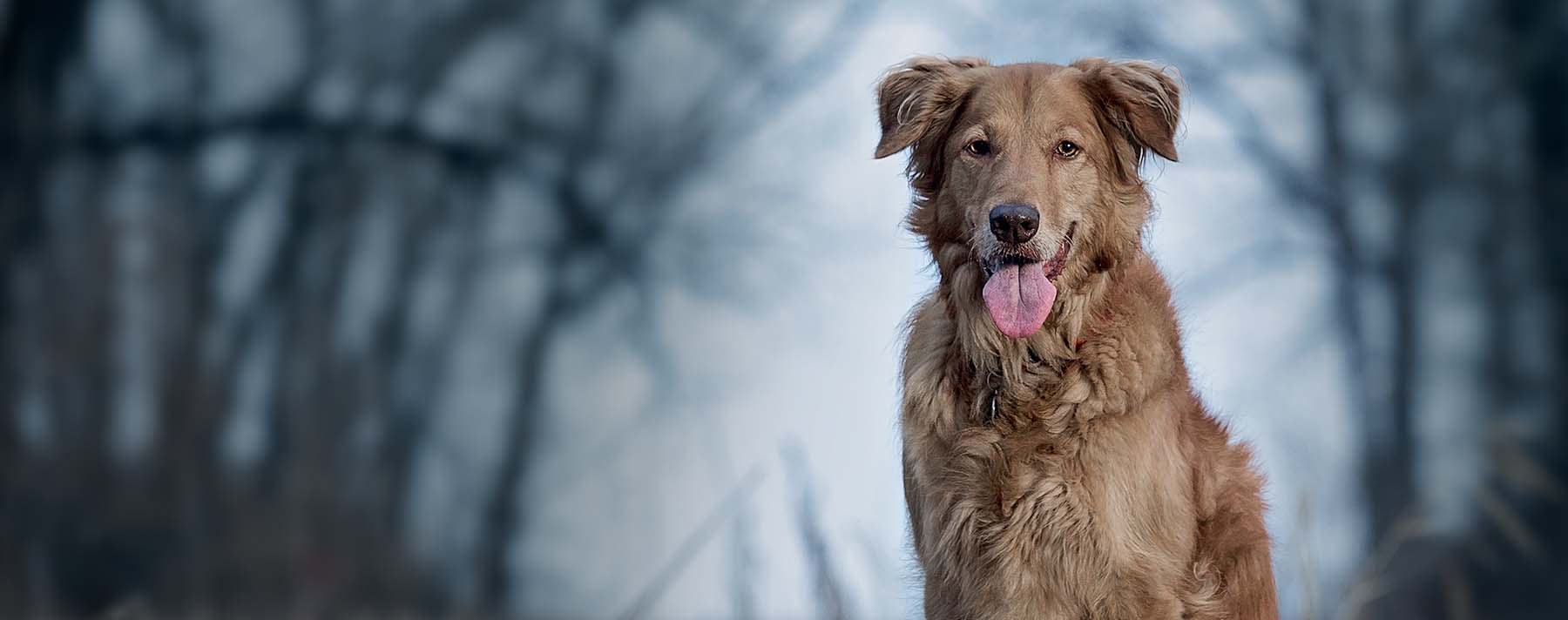 Testimonial background image of a dog with its tongue out